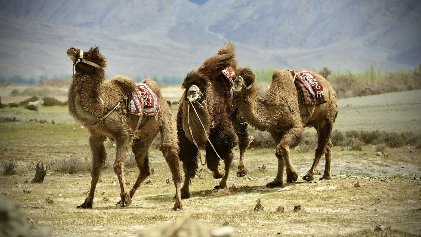 Bactrian camels at Hunder, Nubra Valley